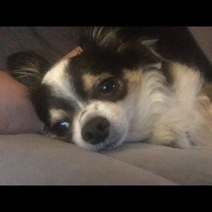 Meet your Posher, Pam